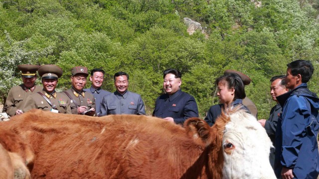 Kurzfristige Absage an den Kreml: Volle Aufmerksamkeit für die Landwirtschaft: Kim beim Besuch der Rinderfarm