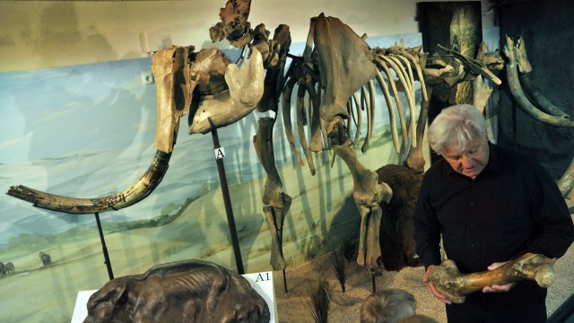 Urzeitmuseum: Peter Kapustin senior mit Mammutknochen. Das Urzeitmuseum Taufkirchen rechet 2015 mit einem neuen Besucherrekord.
