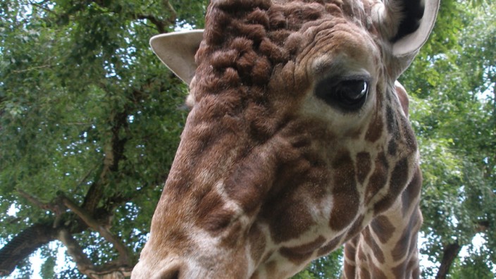 Tierpark Hellabrunn: Der fast 24-jährige Giraffenbulle Togo wurde heute Morgen tot im Stall aufgefunden. Foto: Tierpark Hellabrunn