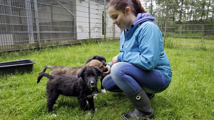 Gelting: Praktikantin Lena, 16 Jahre, kümmert sich im Josefa-Burger-Tierheim um die drei Welpen.