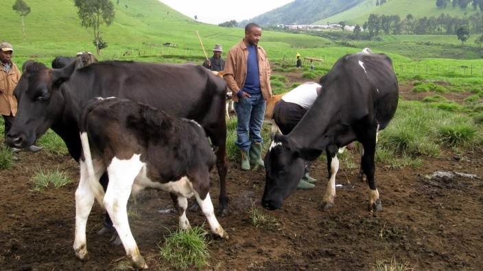 Zentralafrika: Alex Kasole Singa inmitten der Kühe auf der Käsefarm seiner Familie.