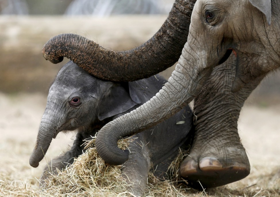 A newborn Asian elephant is helped by his mother Farina to stand up at Pairi Daiza wildlife park in Brugelette