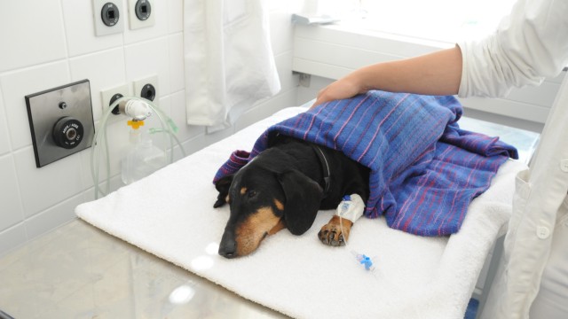 Hund bei Strahlentherapie in Tierklinik der LMU München, 2011