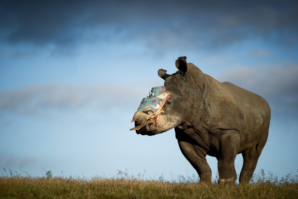 Hope the rehabilitated Rhino