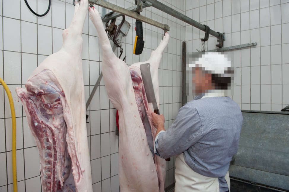 Reportage: Schweinschlachtung