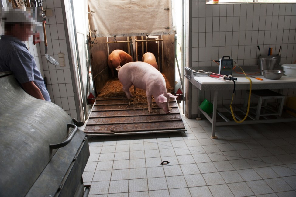 Reportage: Schweinschlachtung
