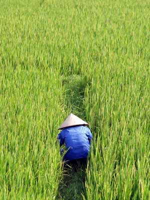 Ein Bauer arbeitet auf seinem Reisfeld nahe Hanoi, Reuters