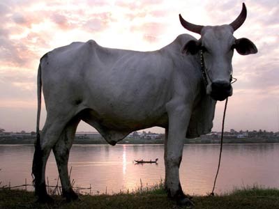 Eine Kuh weidet am Fluss Tonle Sap, dpa