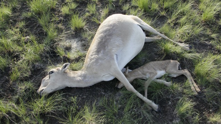 Handout photo of dead Saiga antelopes lying on field in Zholoba area of Kostanay region