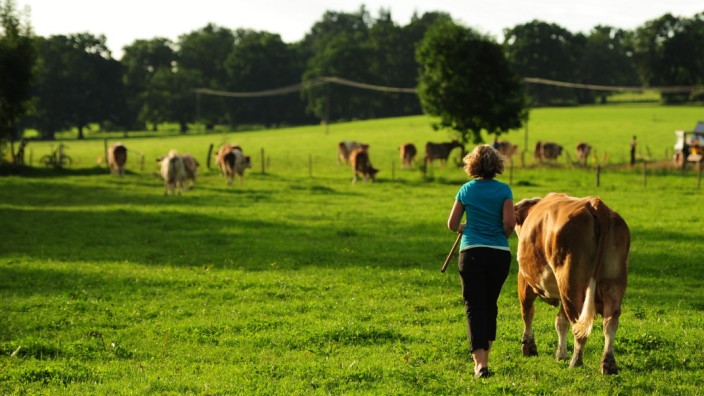 Milchpreis: Regine Zach hat einen Hof am Staffelsee. Ihre Kühe dürfen auf die Weide. Viele Bauern leiden unter den niedrigen Milchpreisen.