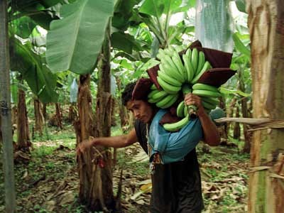 Bananenpflücker in Honduras, AP