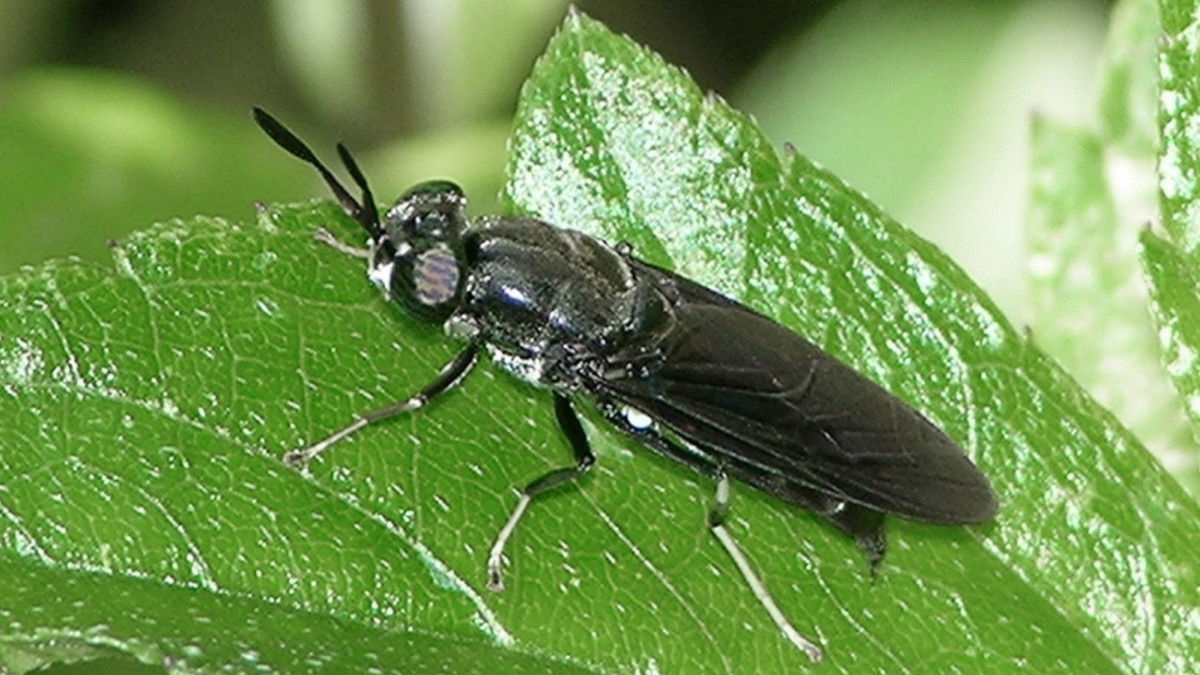 halten Sie Fliegen und Insekten ohne Chemikalien von Lebensmitteln fern Genießen Sie Ihre Mahlzeiten im Freien RXFSP 3 Stück Fliegen und Mücken Insekten Fächer