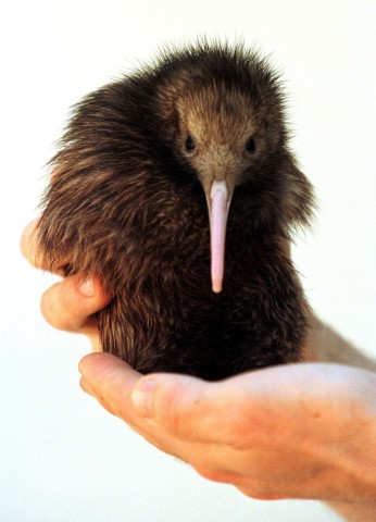 A three-week old North Island Brown Kiwi, Neuseeland
