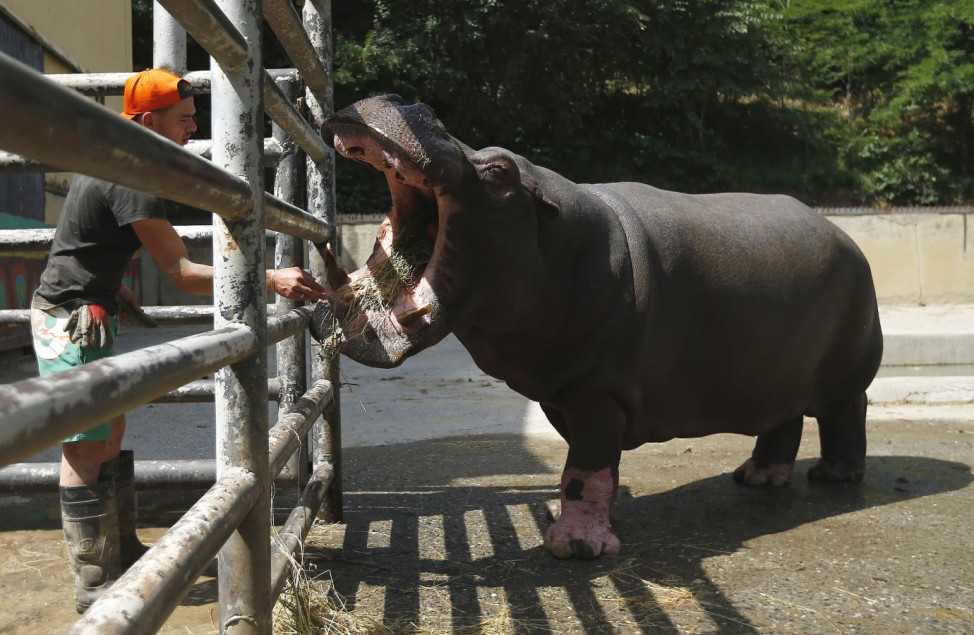 Zoo keeper feeds Begi, a hippopotamus that escaped the zoo on Sunday, at a zoo in Tbilisi