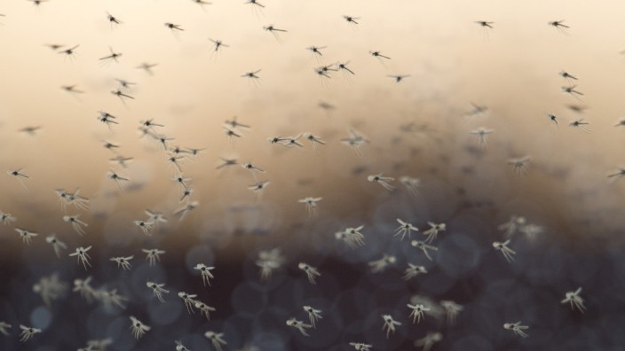 Mückenplage am Ammersee: Stimmen die äußeren Bedingungen mit viel Feuchtigkeit und Hitze, entwickeln sich die Stechmückenpopulationen prächtig. In diesem Jahr halten sich die Plagegeister aber bislang zurück.