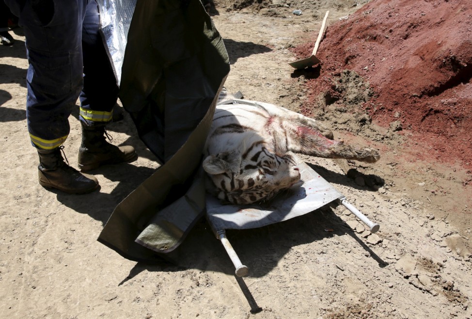 White tiger, that had escaped from its enclosure during flooding, lies on the stretchers after it was killed by police in Tbilisi