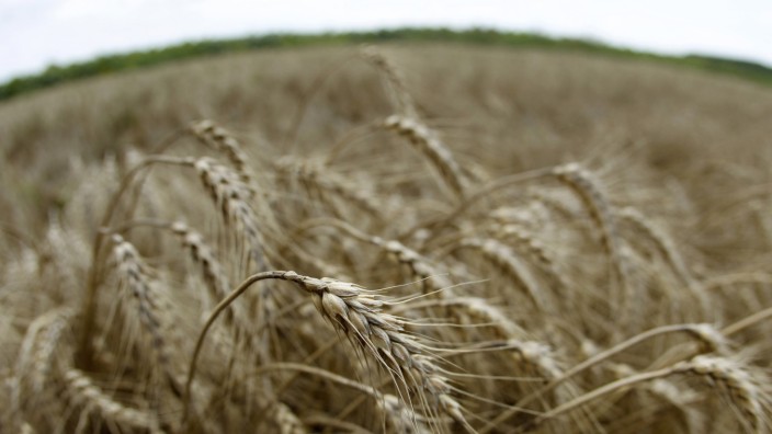 Stalks of wheat are seen on a field in Fundulea