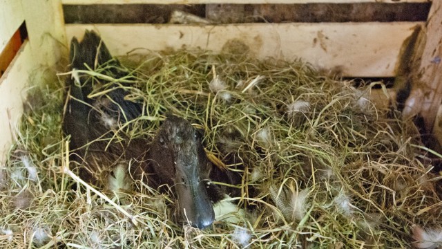 Schneckenjagd im Garten: Familie Halbwirth verleiht Enten für Schneckengeplagte Gartenbesitzer.