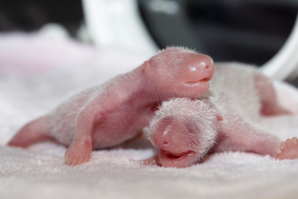 Newborn twin female panda cubs are seen inside an incubator at the Giant Panda Research Base in Chengdu