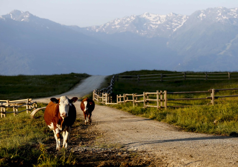 Cows stand next to a path in the Karwendel mountains on an early summer day in the western Austrian village of Absam