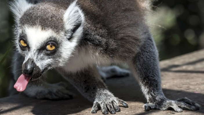 Tiere und Drogen: Lemuren in Madagaskar fressen Halluzinogene und benehmen sich dann seltsam.