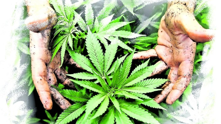 Volksbegehren für Legalisierung: Ein Viertel der Deutschen hat schon einmal Cannabis konsumiert.
