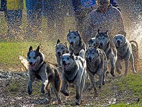 Huskys beim Rennen in Liebenberg - auch mit Pfützen eine nasse Angelegenheit. Foto: AP