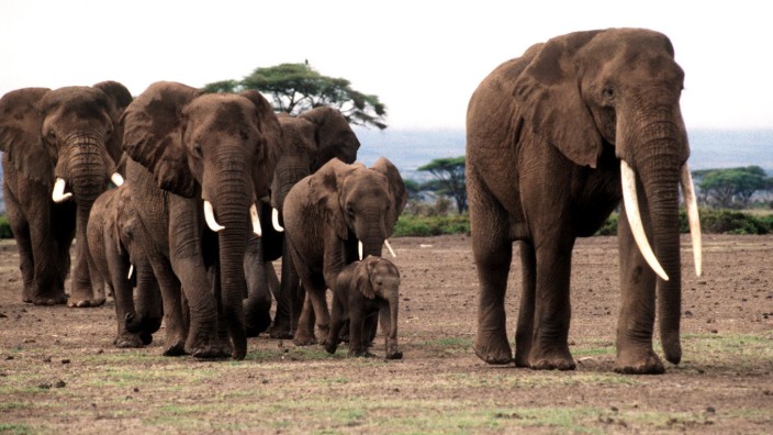 Herde afrikanischer Elefanten