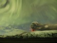 File photo of the Northern Lights as seen above the ash plume of Iceland's Eyjafjallajokull volcano in the evening