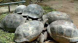 17. Station: Seychellen: Rätselhafte Riesen: Schildkröten im Reservat auf den Seychellen