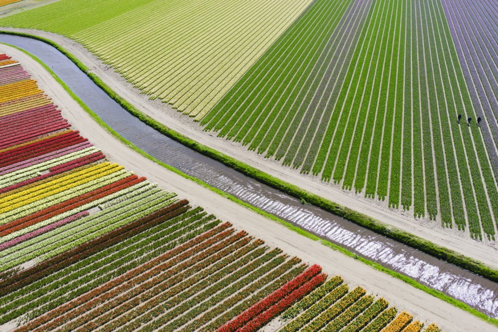 2015 Drone Aerial Photography Contest Tulpenfeld in Holland