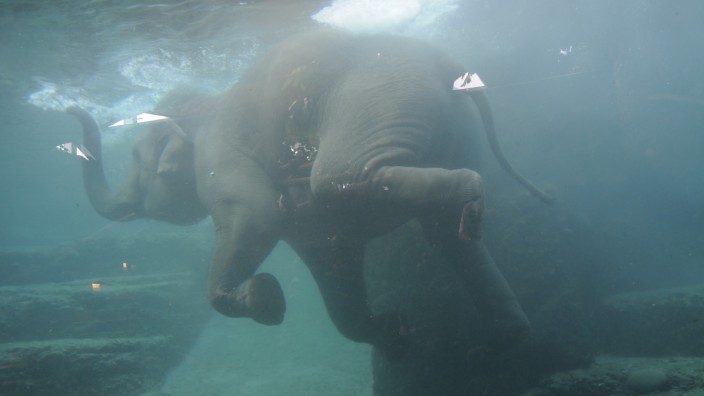 München/Zürich: Mach' mich nass: Die zehn Jahre alte Elefantenkuh Farha nimmt ein Bad im Züricher Zoo.