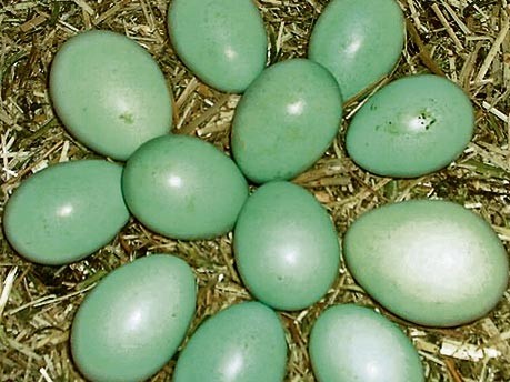 Grüne Eier; dpa