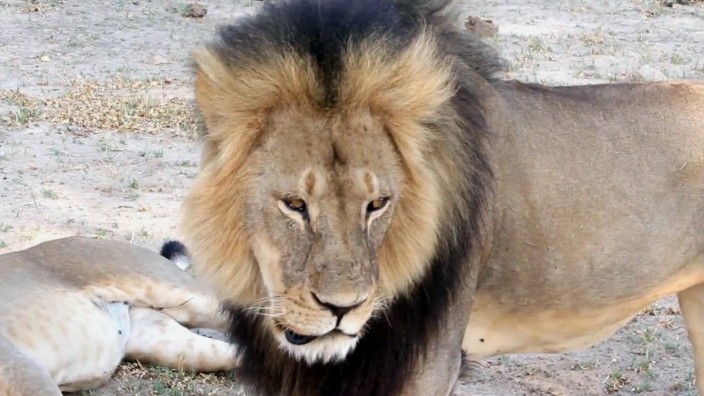 Nach Tötung von Löwe Cecil: Der US-Zahnarzt hatte den Löwen Cecil erschossen.