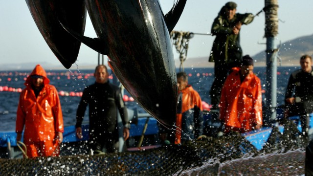 Überfischung in Spanien: Eine Almadraba ist der Kampfplatz für die Jagd auf die Thunfisch-Schwärme. Es gibt einen Kult um das Kräftemessen zwischen Mensch und Tier.
