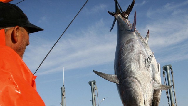 Überfischung in Spanien: "Die Japaner sind unsere besten Kunden. Aber ihre große Nachfrage nach dem Roten Thun ist auch zu unserem Fluch geworden."