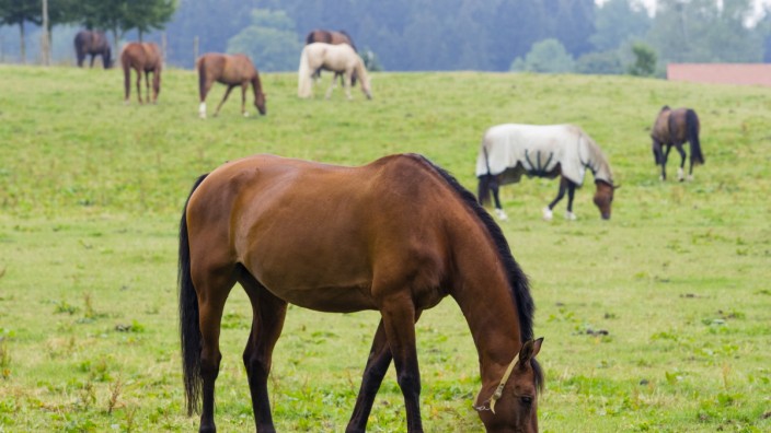 Ebersberg: Die Pferde von Gut Kastenseeon und den anderen betroffenen Reiterhöfen im Landkreis dürfen nun auch wieder ausgeritten werden.