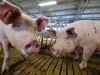 Schweinezucht in Thüringen
