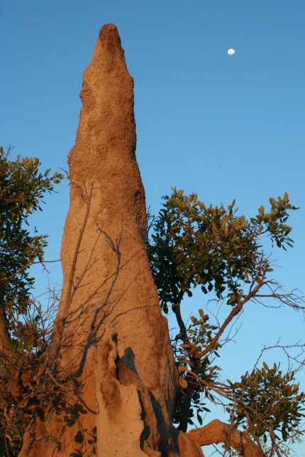 Ältester Termitenbau der Welt: Termitenhügel können über Tausende von Jahren wachsen
