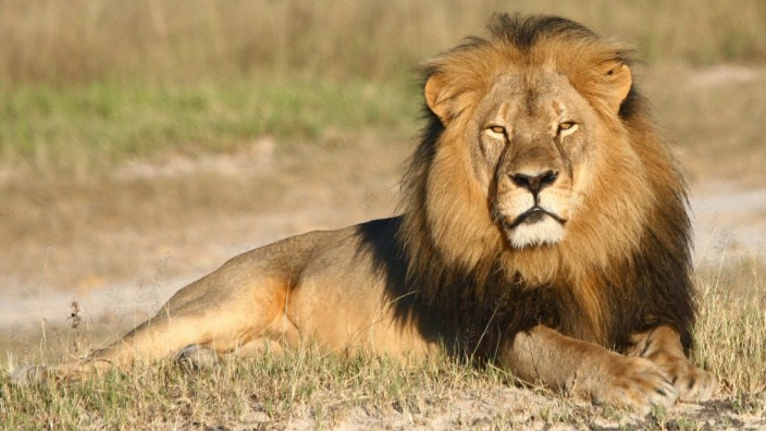 Simbabwe: Löwe Cecil im Hwange-Nationalpark