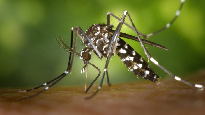 Klimawandel: Die Asiatische Tigermücke (Aedes albopictus) kommt mittlerweile auch in Deutschland vor. Sie kann unter anderem West-Nil-, Dengue-, Chikungunya- und Zika-Viren übertragen.