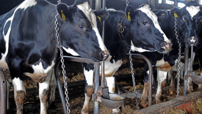 Skandal um Kälberserum: Kühe stehen in einem Rinderzuchtbetrieb. Wenn trächtige Tiere geschlachtet werden, wird das Blut der noch lebenden Föten abgepumpt.