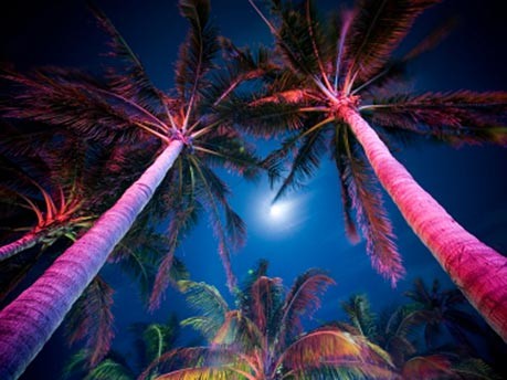 Palmen Ocean Drive Miami Beach Florida