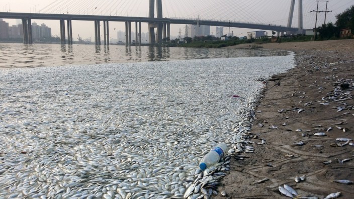 Dead fish surface near Tianjin blast site