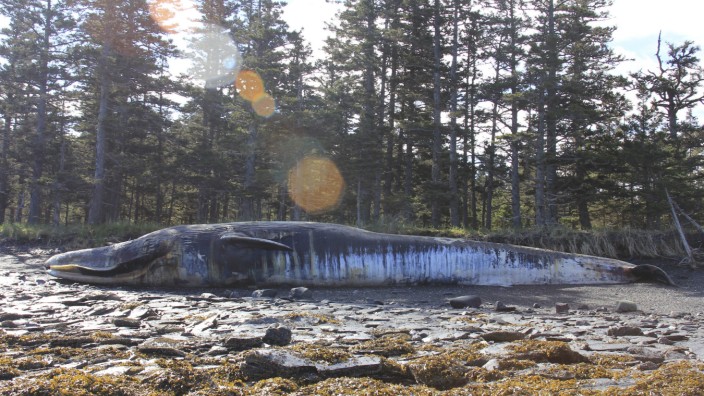 Meeresbiologie: Elf der 30 in Alaska gestrandeten Tiere sind Finnwale - das Walsterben hat nun eine Untersuchung ausgelöst.