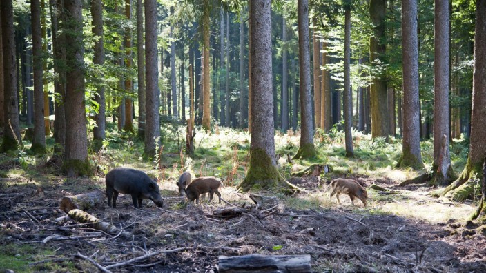 Wilderer in Ebersberg: Wer im Ebersberger Forst Wildschweine schießen darf, ist streng reglementiert. Hört man Schüsse nach Einbruch der Dunkelheit, ist vermutlich jemand am Werk, der keine Jagderlaubnis hat.