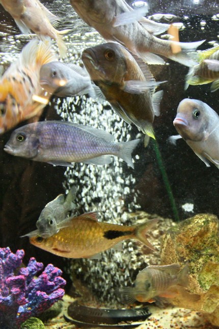 Aquaristik will gelernt sein: Buntbarsche aus dem Malawisee gehören zu den Fischen, die im Zoo-Markt in Freising gekauft werden können.