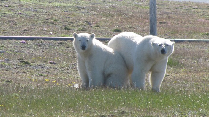 WWF Russland Russia Eisbären Polarforscher
