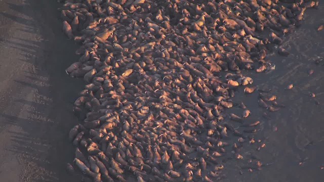 Estimating the age composition of Pacific walrus herds on shore haul-outs from gyro-stabilized, high definition videography