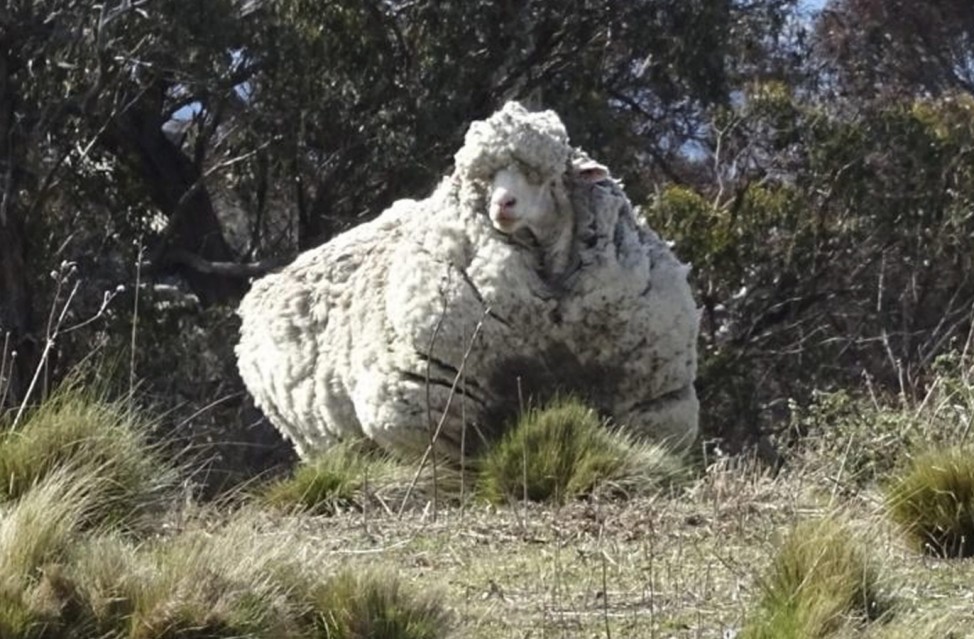 Wooly Merino sheep in Canberra